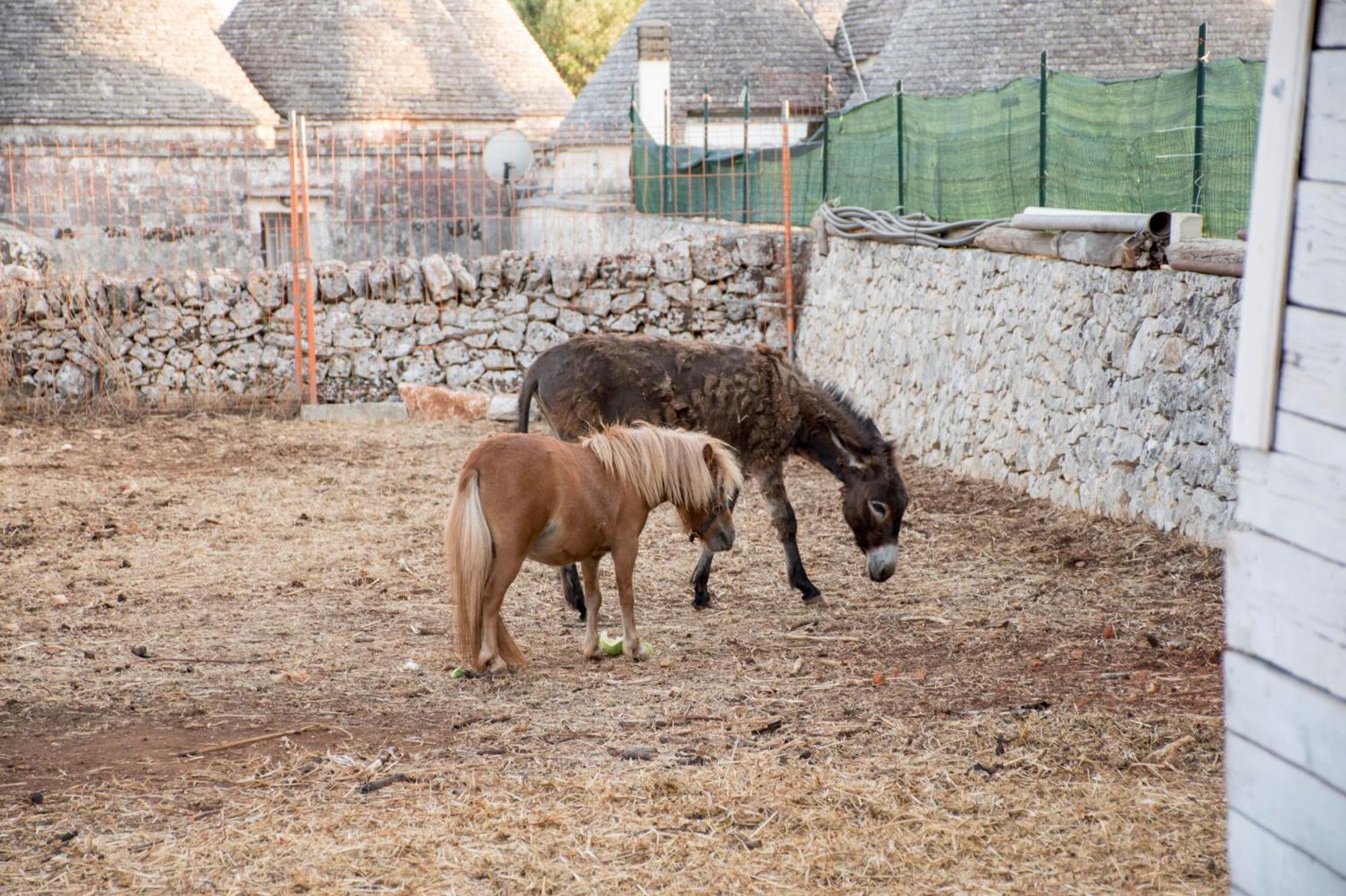Trullo Cinquenoci Suite Локоротондо Екстер'єр фото